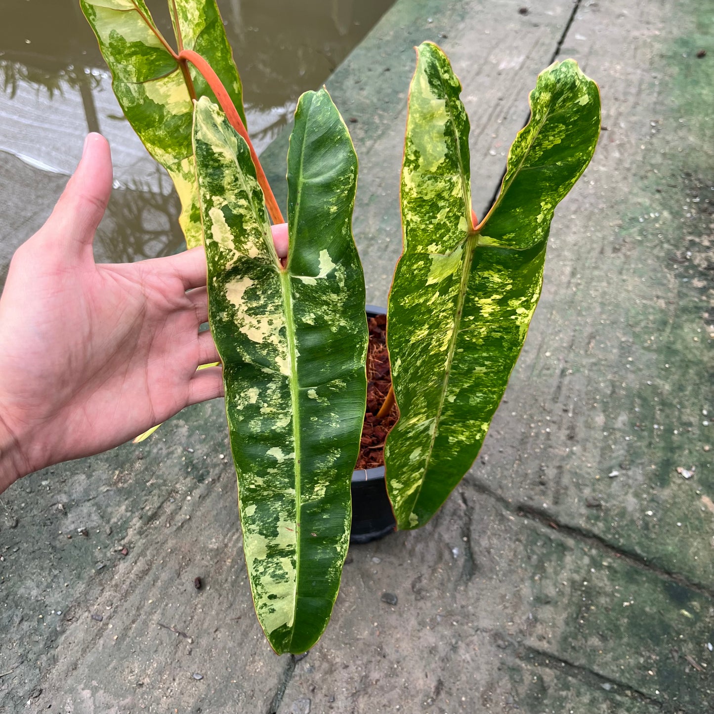 Philodendron Billietiae Variegated- Exact Plant - 4 Beautiful Variegated Leaves
