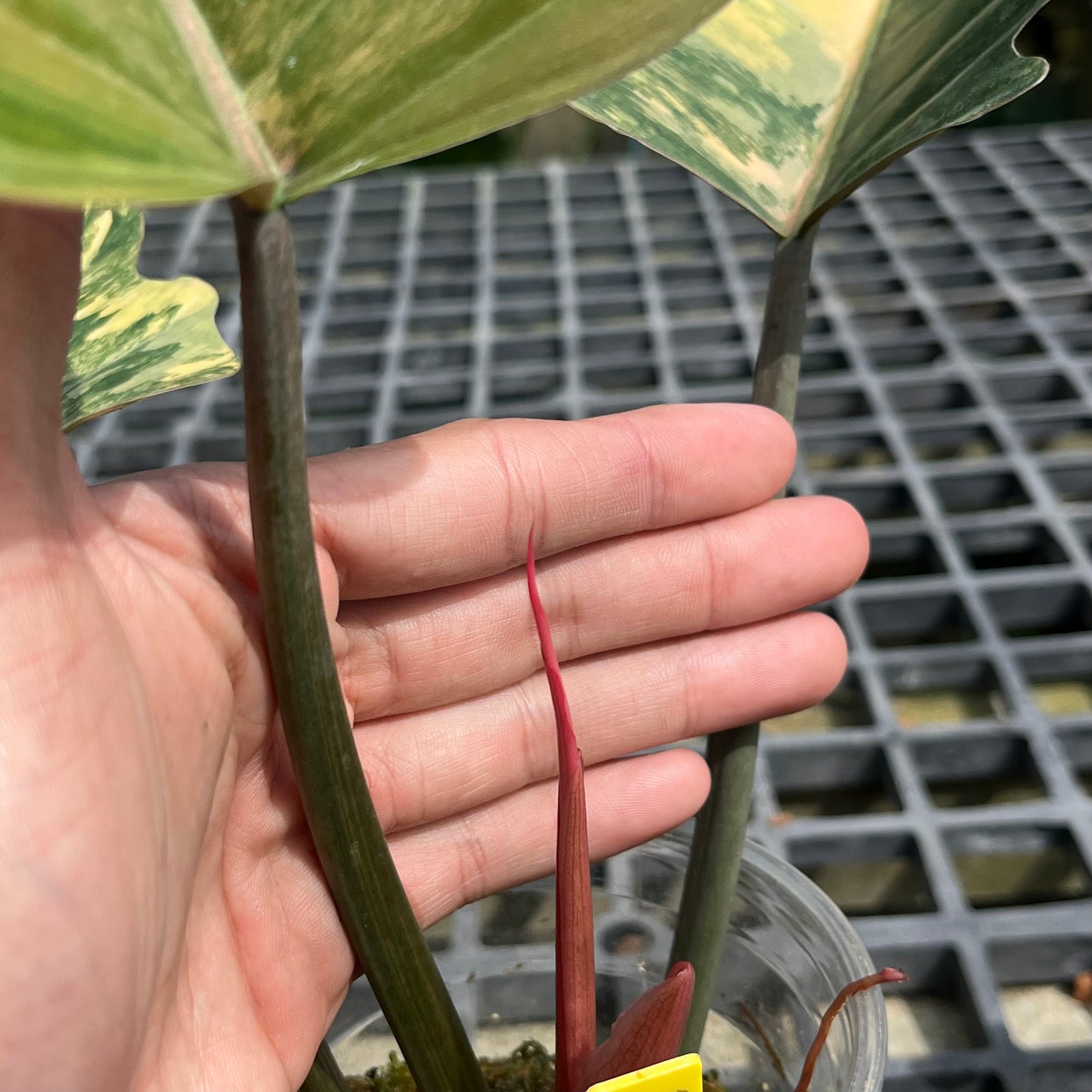 Philodendron Caramel Marble - Exact Plant (P031)