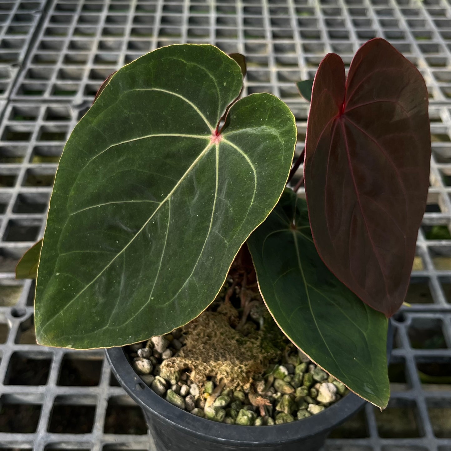 Anthurium Hoffmanii Red Sinus ‘Blood Moon’ - Exact Plant - Australian Hybrid