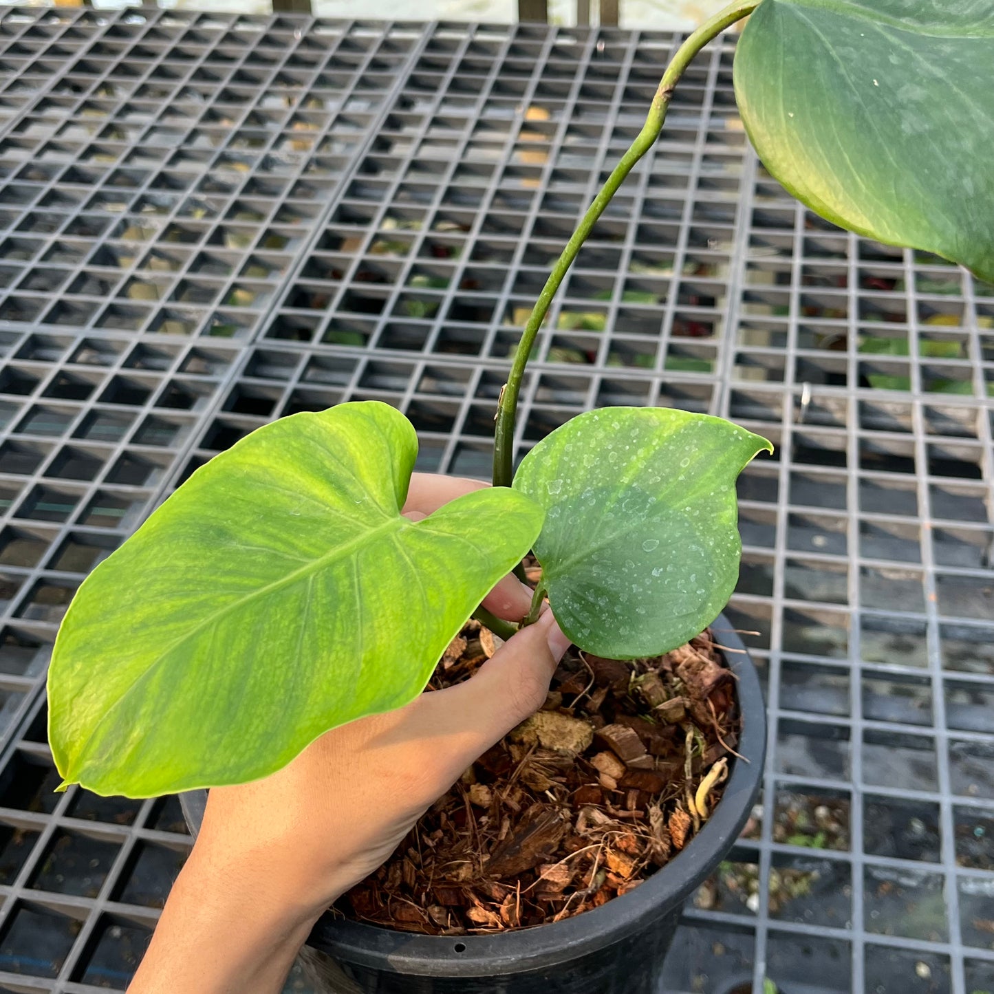 Monstera Deliciosa Tattoo - Exact Plant