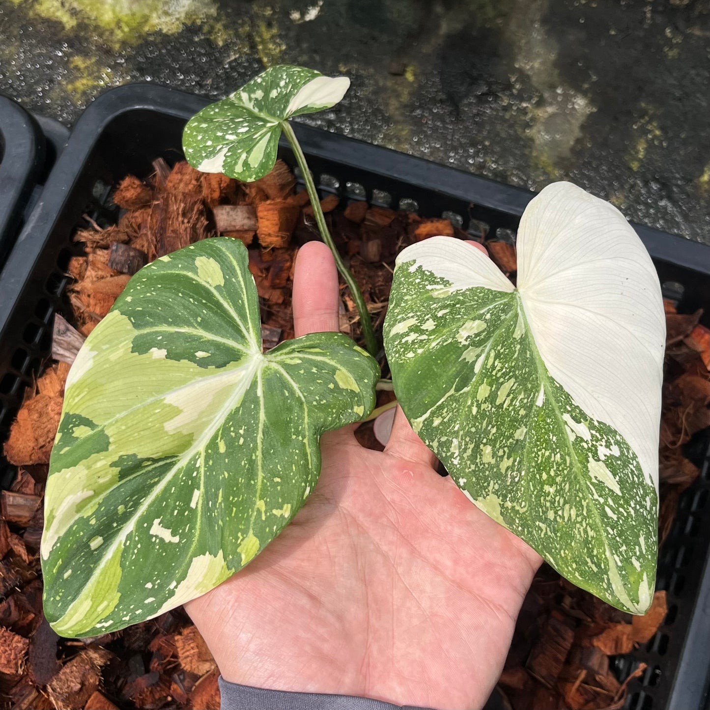 Philodendron Gloriosum Variegated Tricolor - Exact Plant