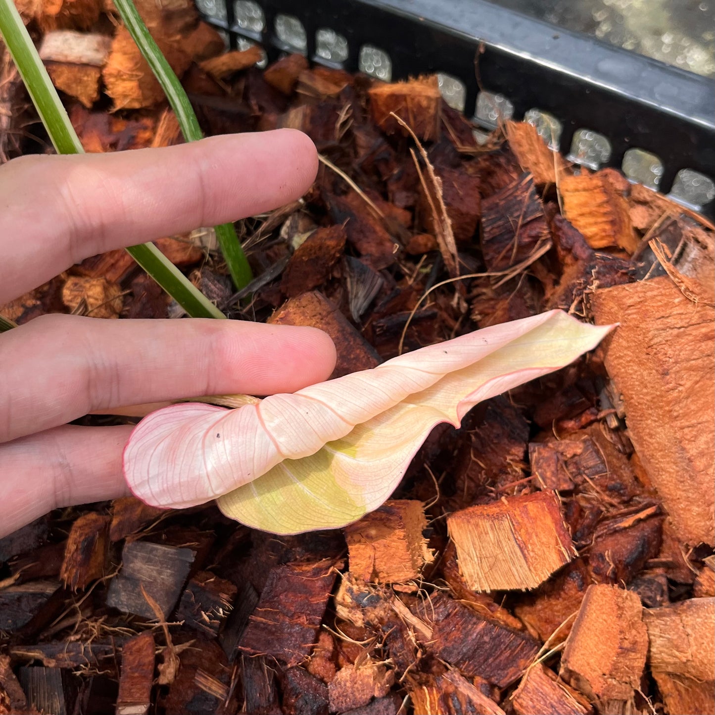 Philodendron Gloriosum Variegated Tricolor - Exact Plant