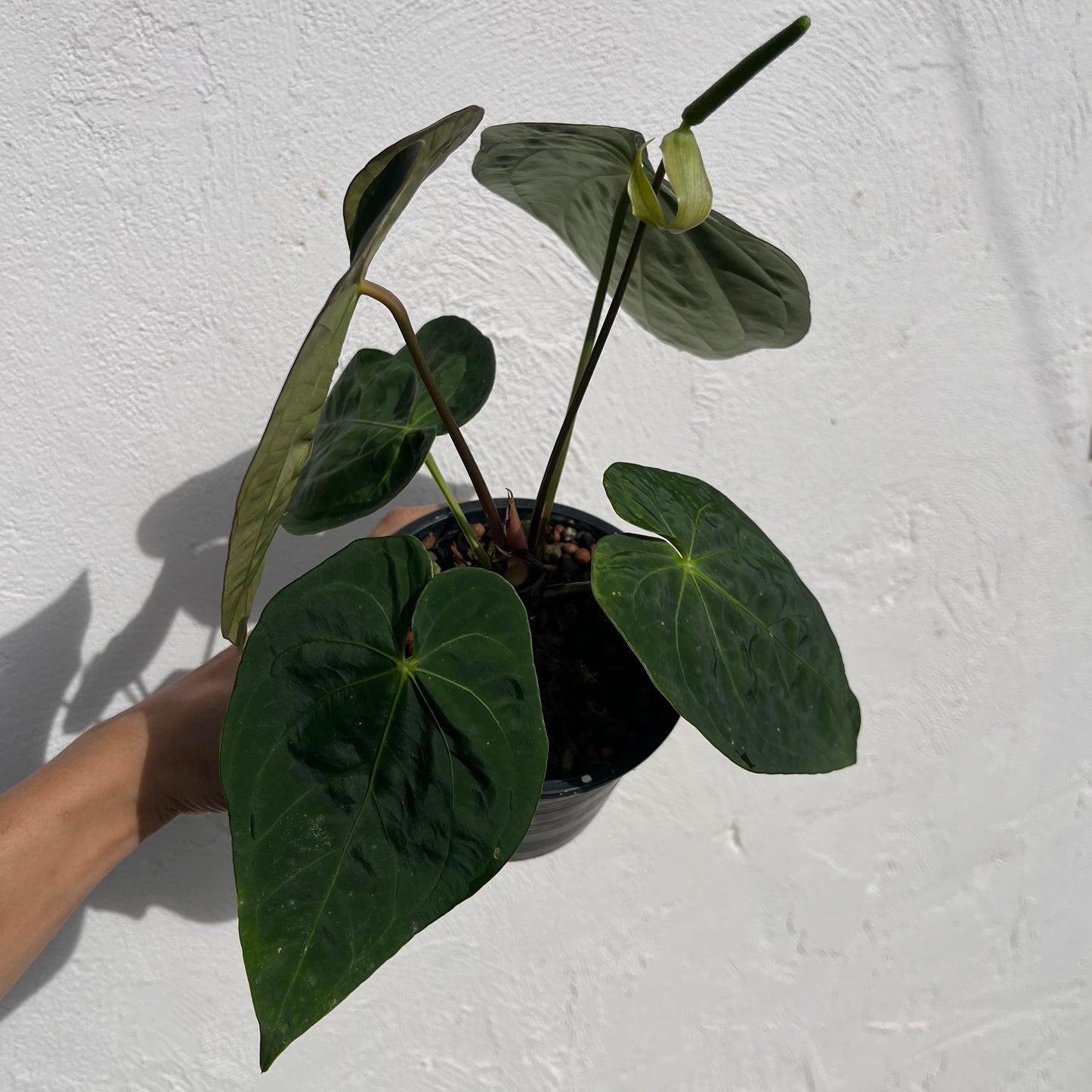 Anthurium Black Cherry F2 - Exact Plant - Australian Hybrid - Flowering Size
