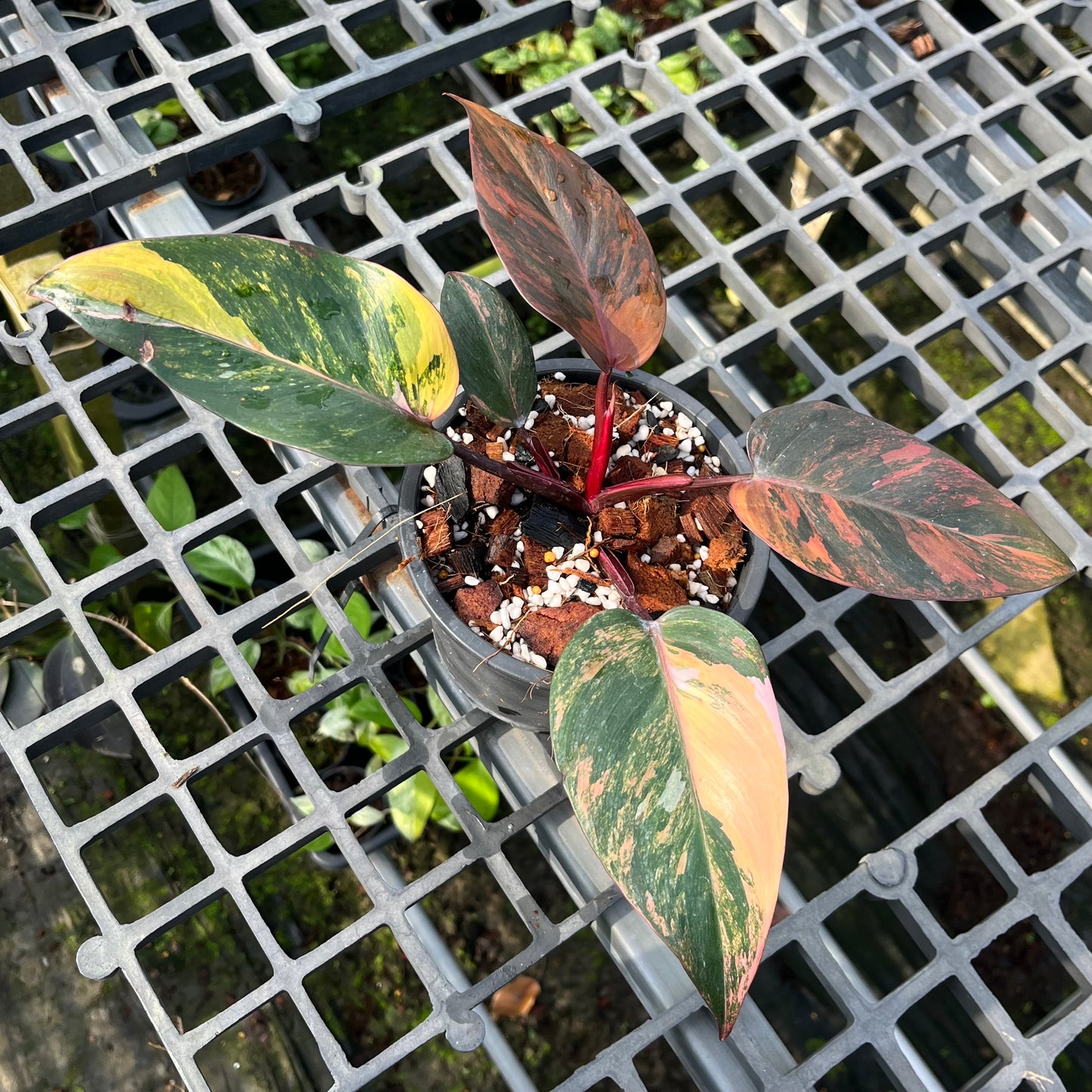 Philodendron Princess Of Fire - Exact Plant (P039)