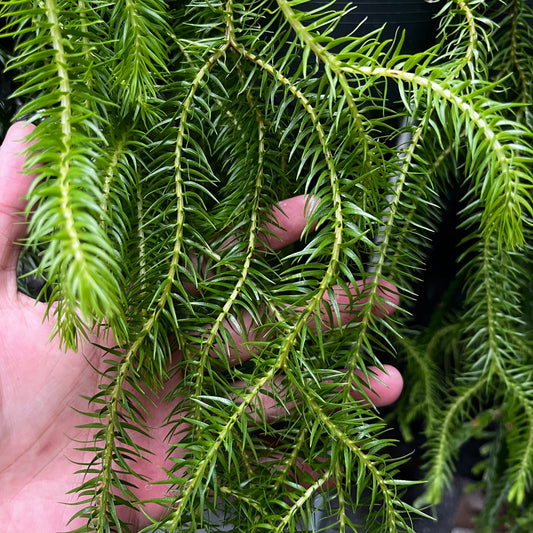 Huperzia Squarrosa Ex. Thailand