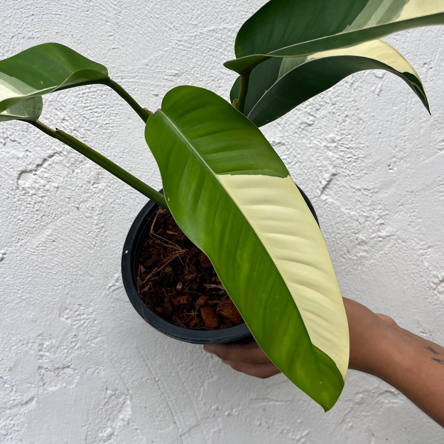 Epipremnum Giganteum White Pearl - Exact Plant