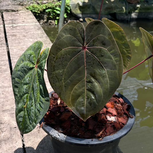 Anthurium Hoffmanii Red Sinus ‘Blood Moon’ - Original Clone - Flowering Size - Exact Plant (A027)