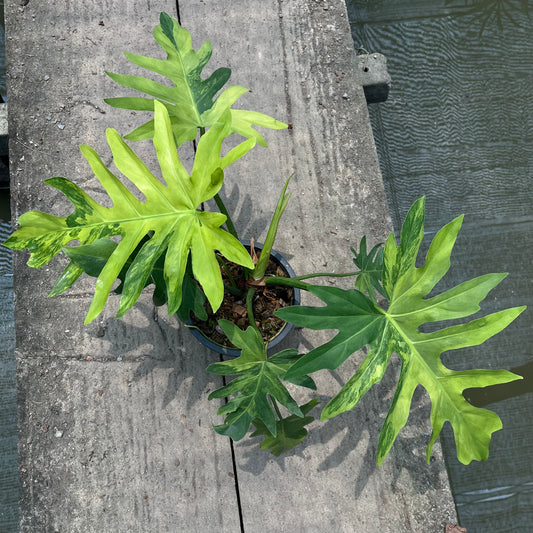 Philodendron Radiatum Variegated - Exact Plant