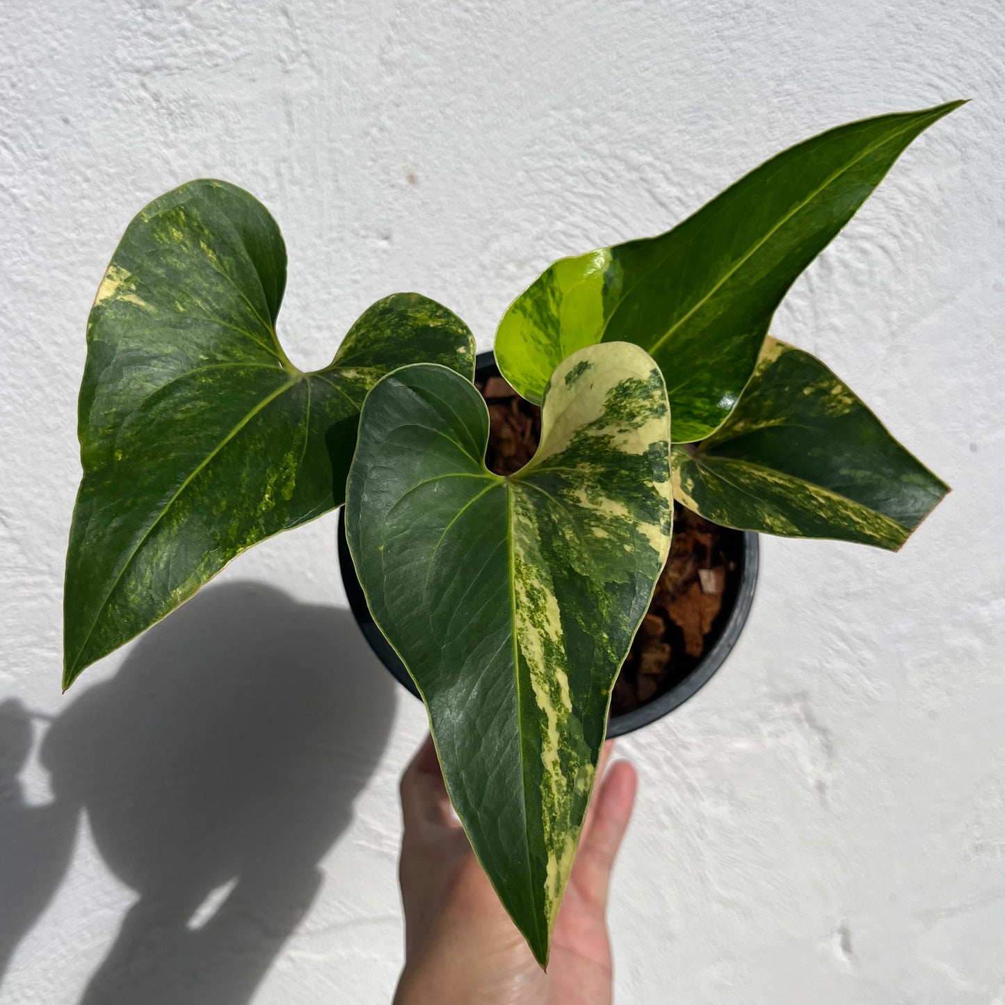 Anthurium Brownii Variegated - Exact Plant