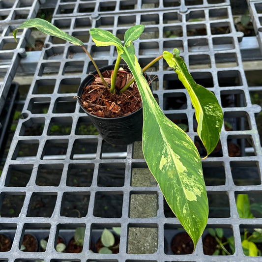 Philodendron Joepii Variegated Aurea - Exact Plant
