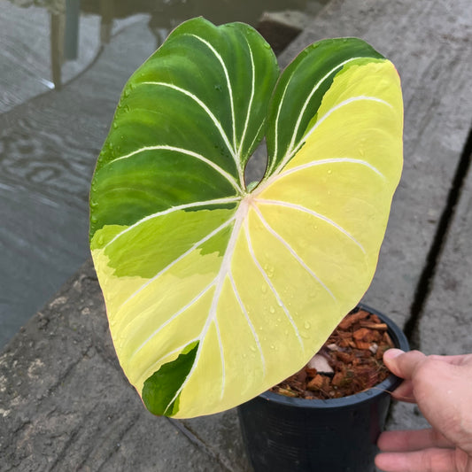 Philodendron Gloriosum Variegated Type1 - Albo Variegation - Exact Plant (P050)