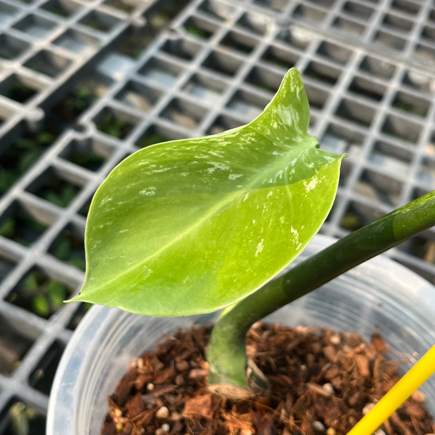 Monstera Devil Monster - Exact Plant