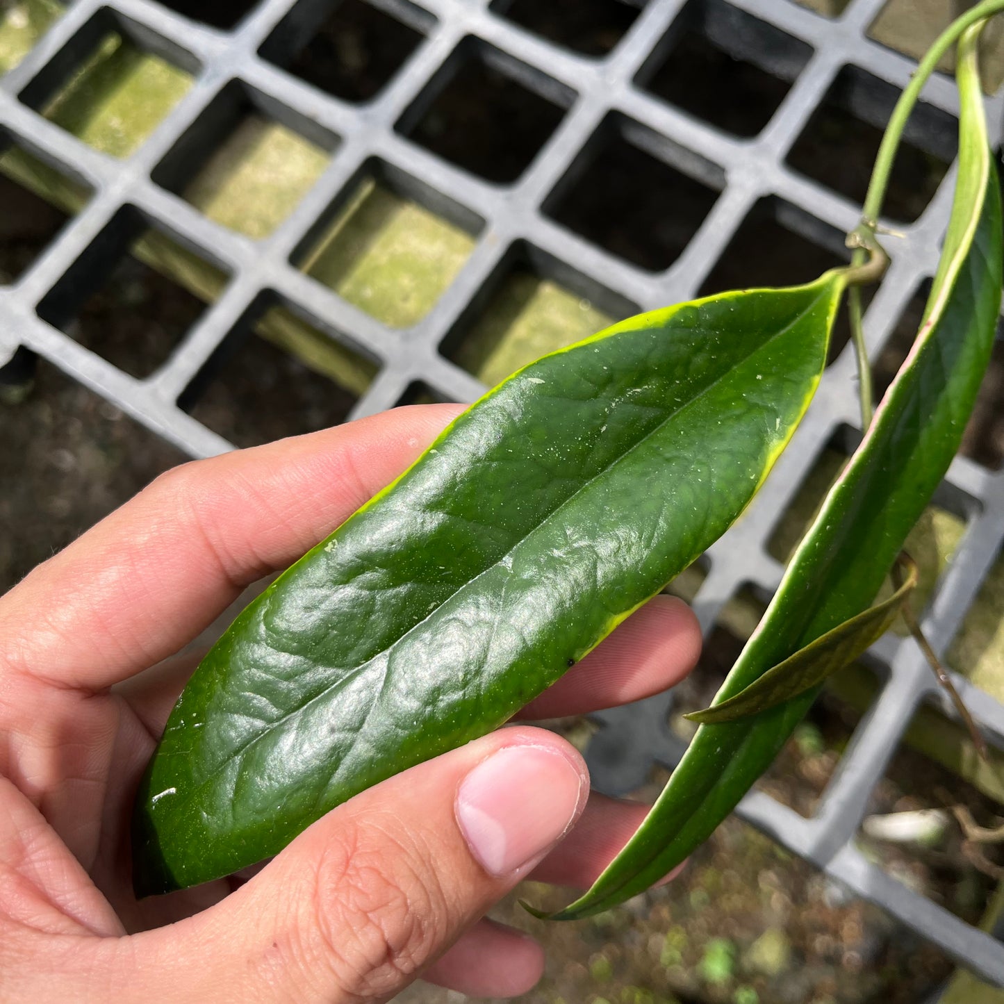 Hoya Sulawesiana Outer Variegated- Exact Plant
