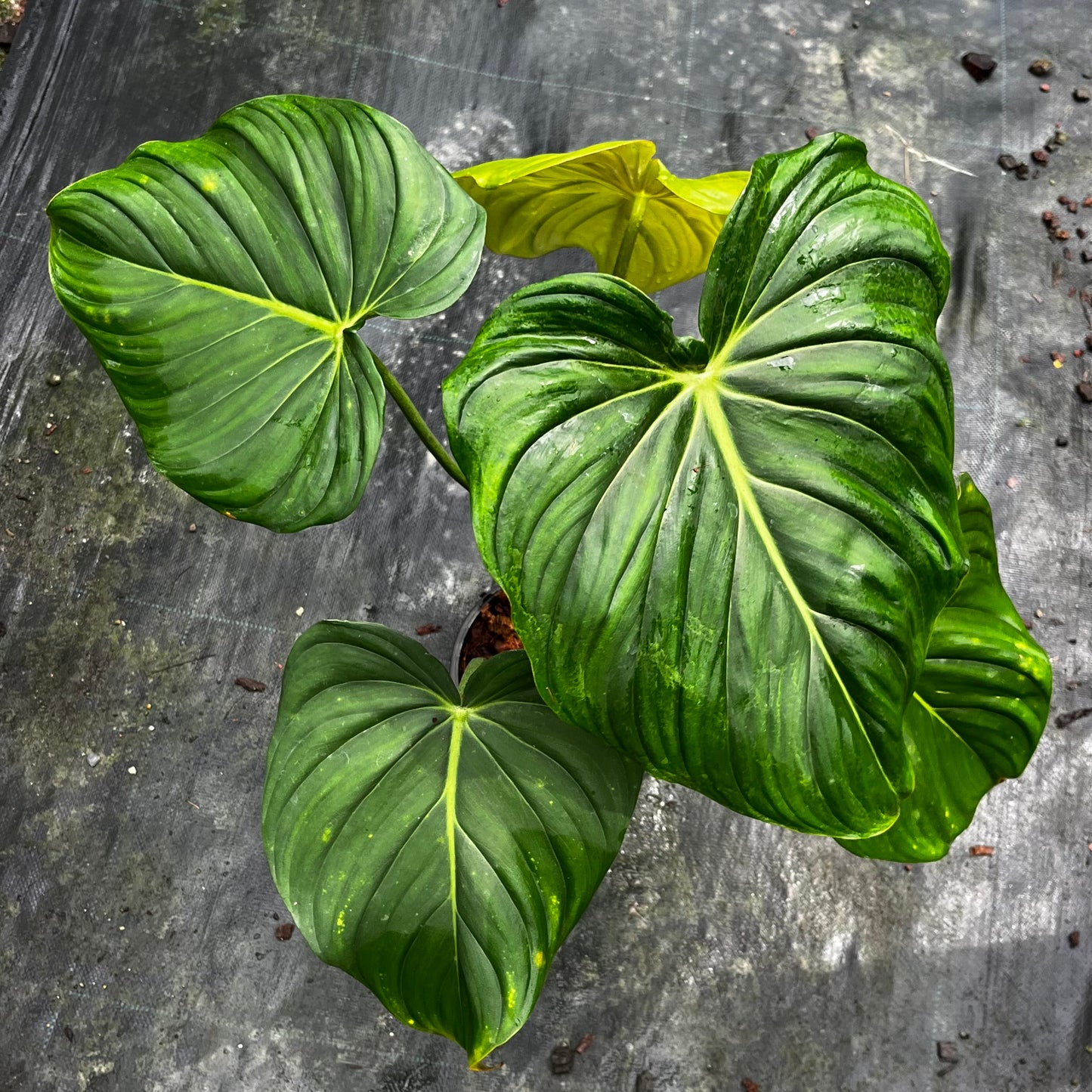 Philodendron Dean McDowell