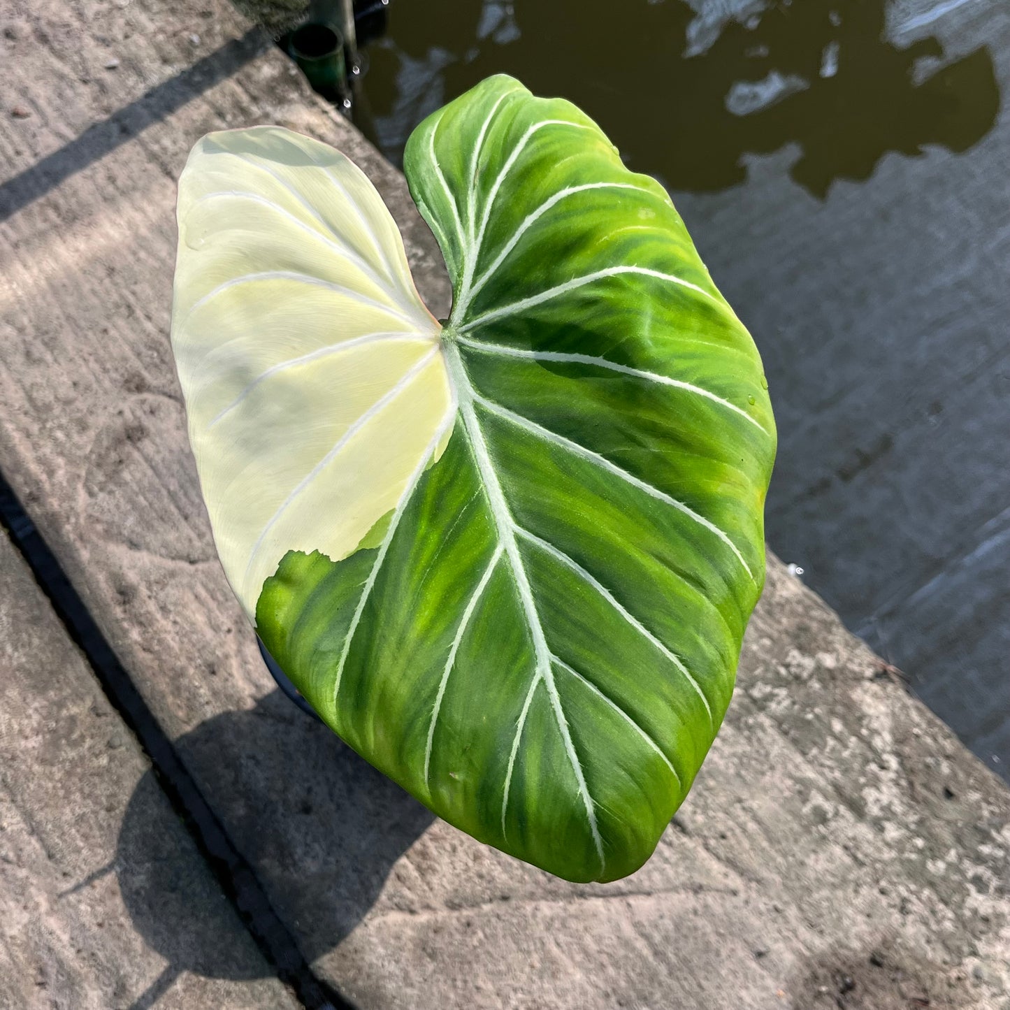 Philodendron Gloriosum Variegated Albo Type1 - Exact Plant (P051)