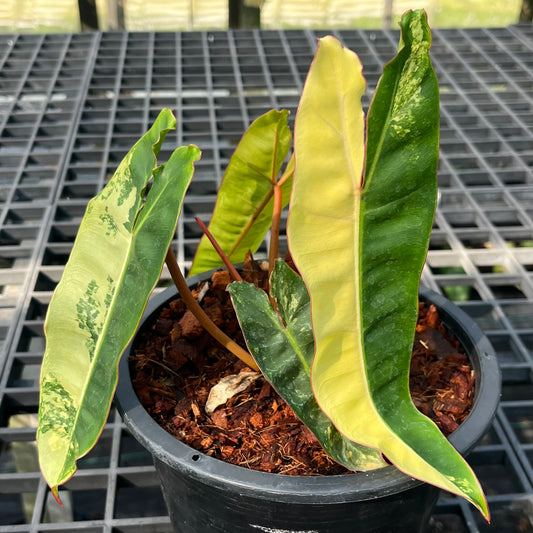 Philodendron Billietiae Variegated