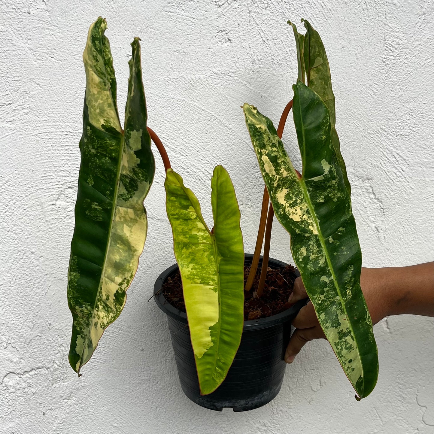 Philodendron Billietiae Variegated - Exact Plant - 4 Variegated Leaves
