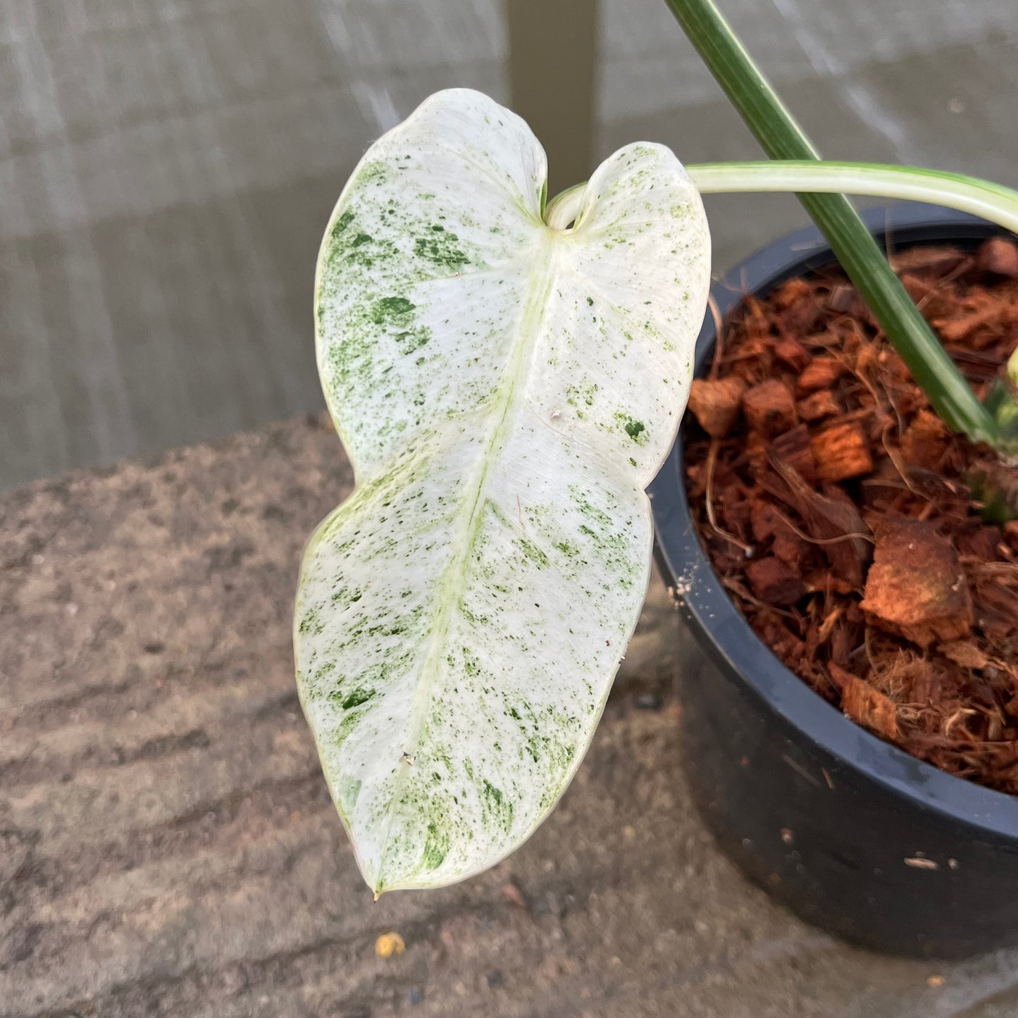 Philodendron Emerald Ice - Exact Plant (P049)