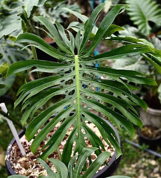 Monstera Deliciosa LionFish - Exact Plant (M046)