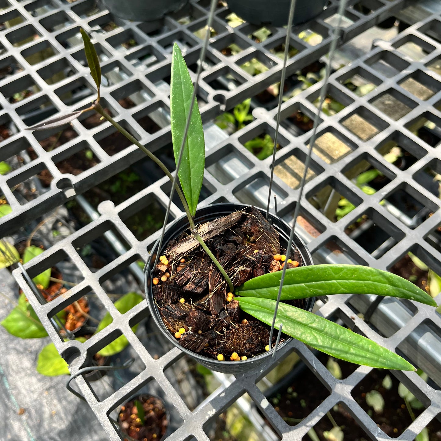 Hoya Sulawesiana