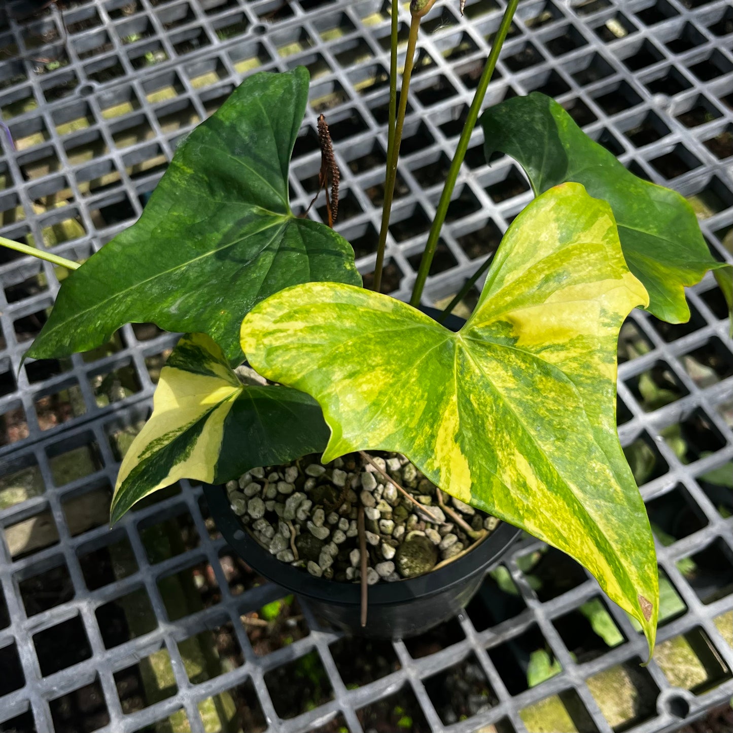Anthurium Pterodactyl Variegated