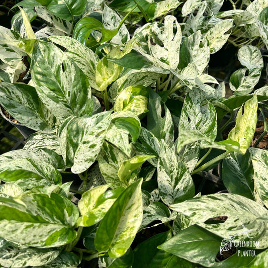 Epipremnum Pinnatum Marble