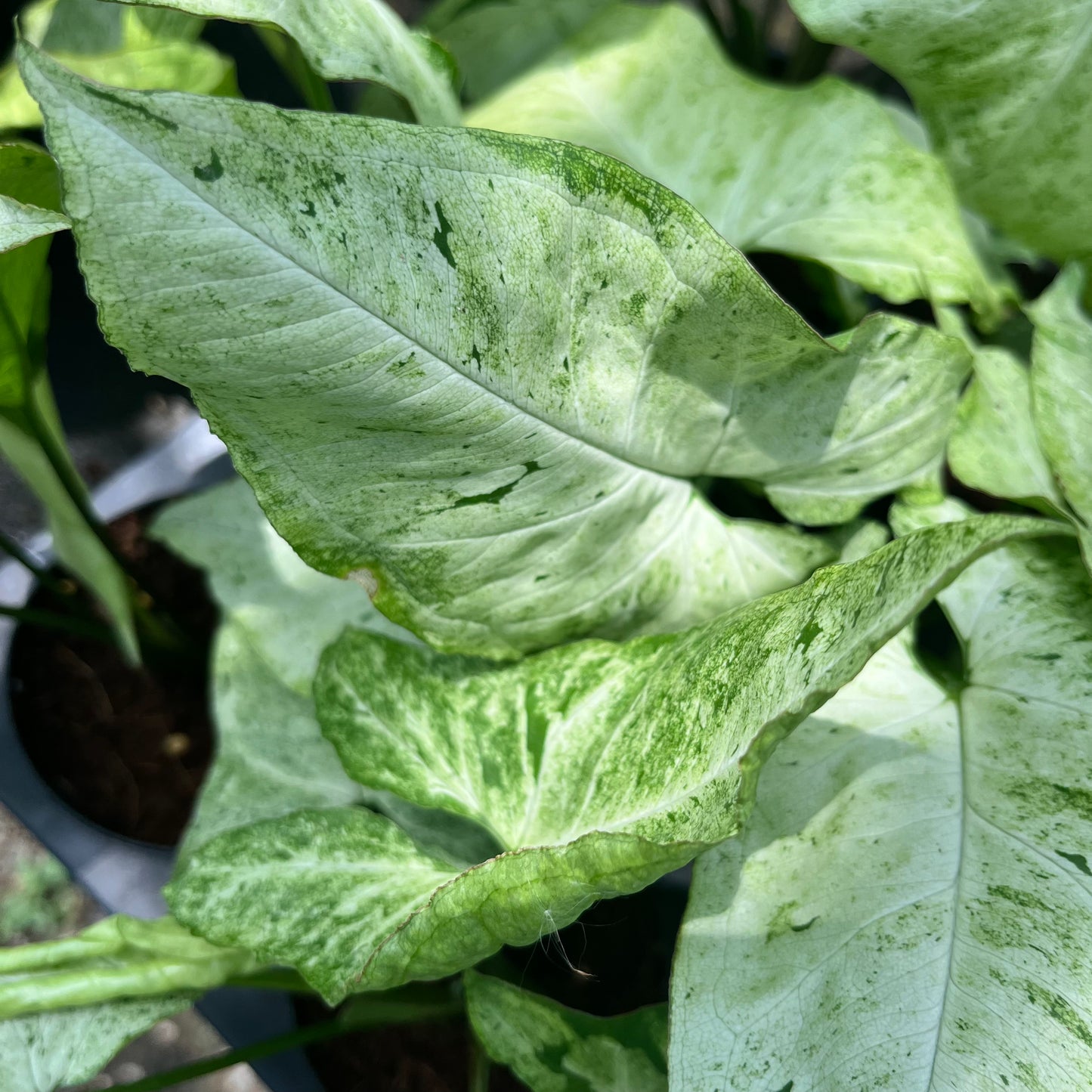 Syngonium Freckles
