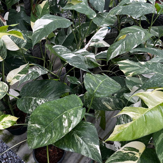 Epipremnum Pinnatum Albo