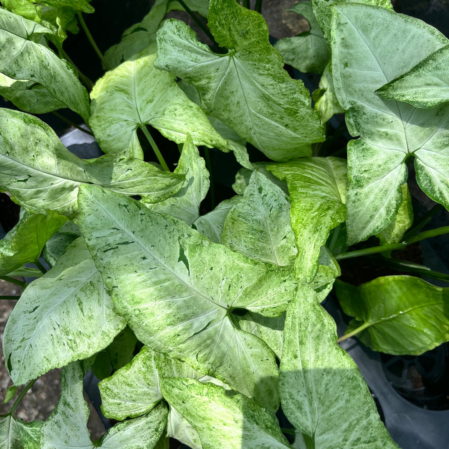Syngonium Freckles