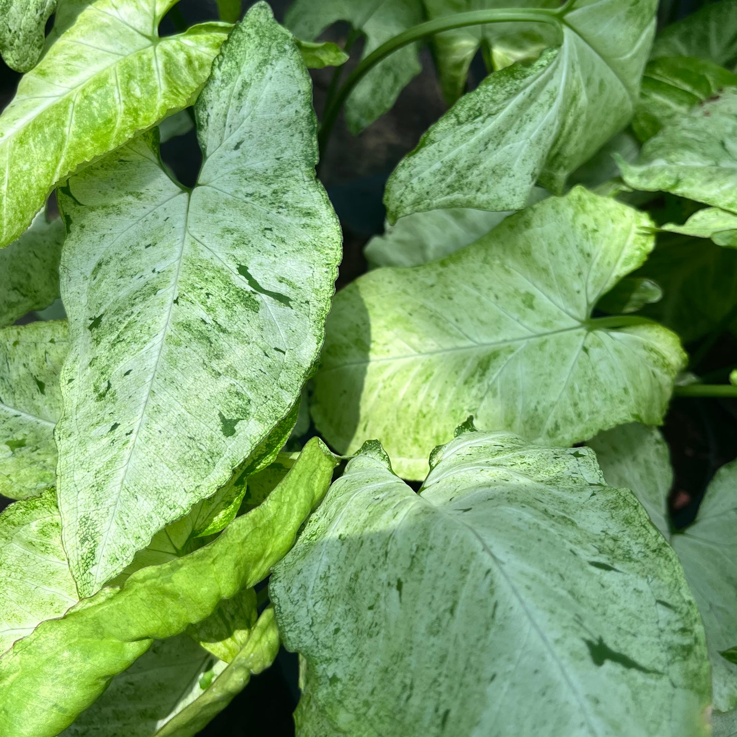 Syngonium Freckles