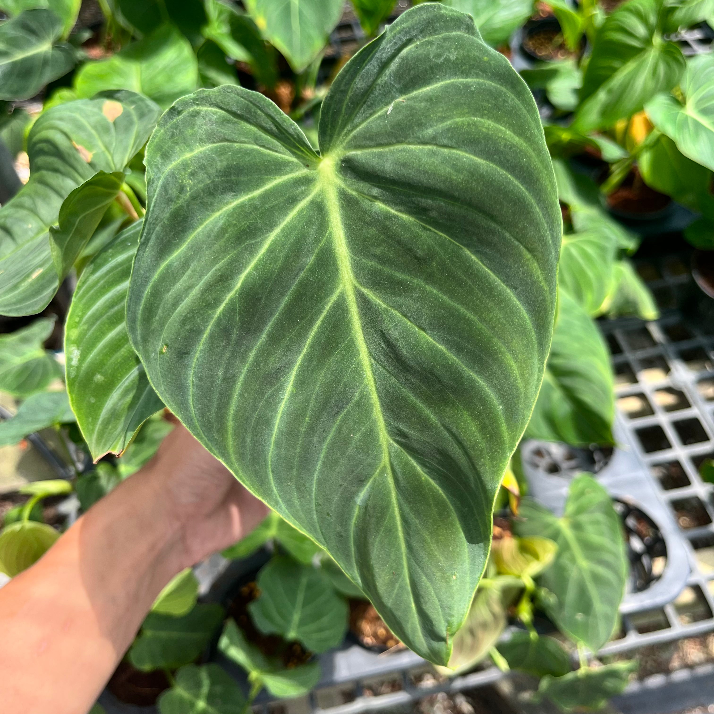 philodendron splendid plant Philodendron Splendid // Actual Plant