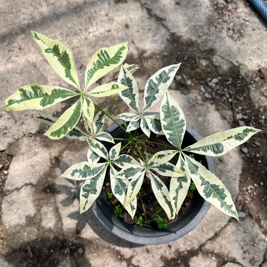 Money Tree Margin Variegated - Grafted Plant