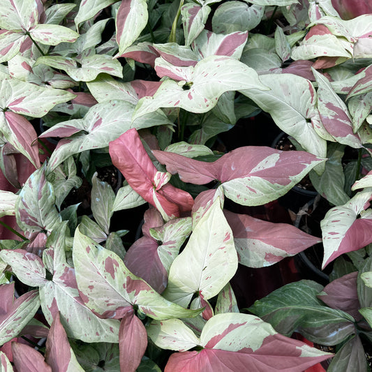 Syngonium Pink Salmon