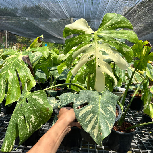 Monstera Thai Constellation- Large Size