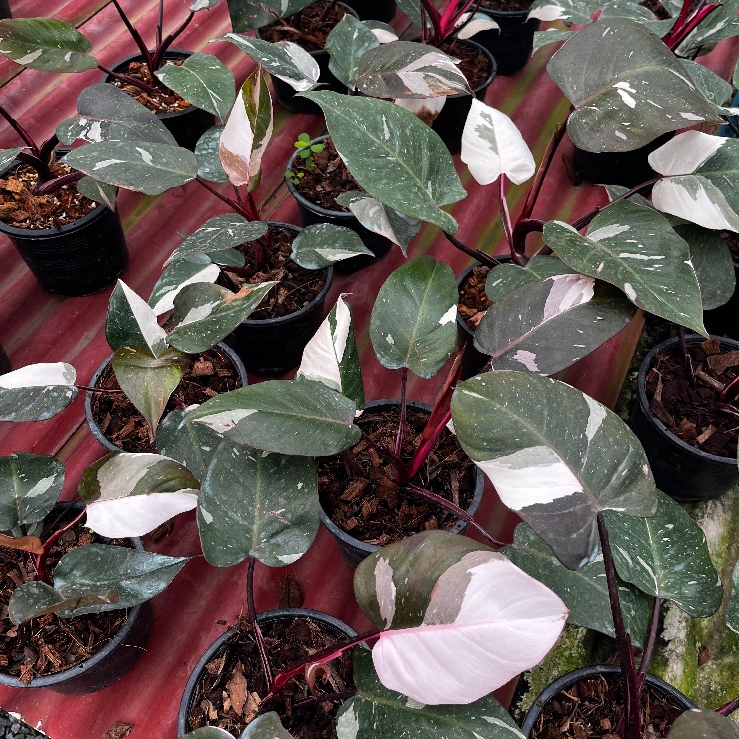 philodendron anderson red Philodendron Red Anderson