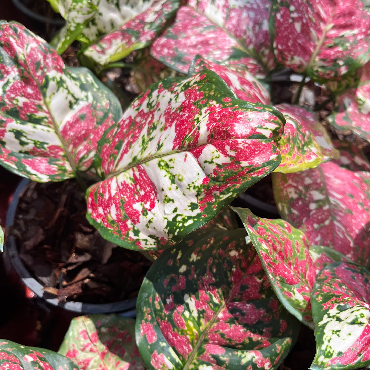Aglaonema Anyamanee Tricolor