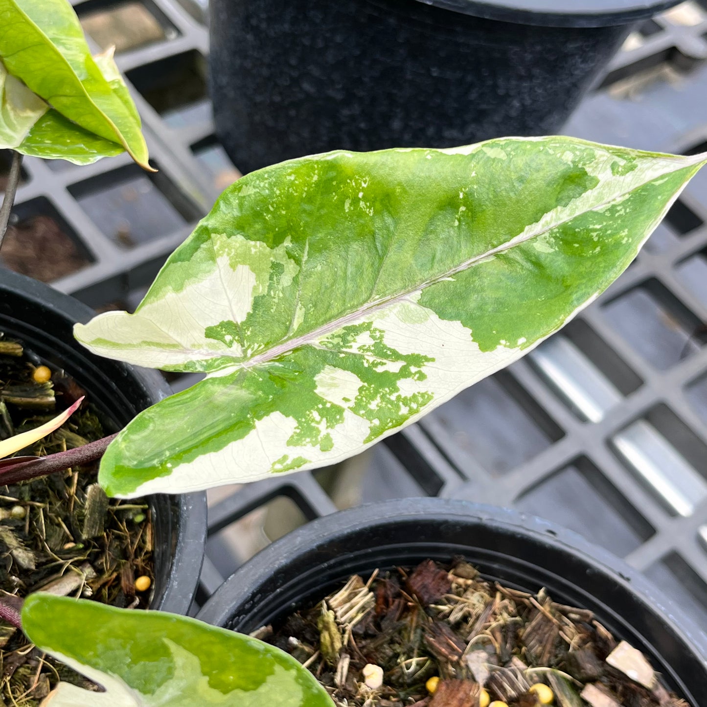 Alocasia Macrorrhiza Black Stem variegated