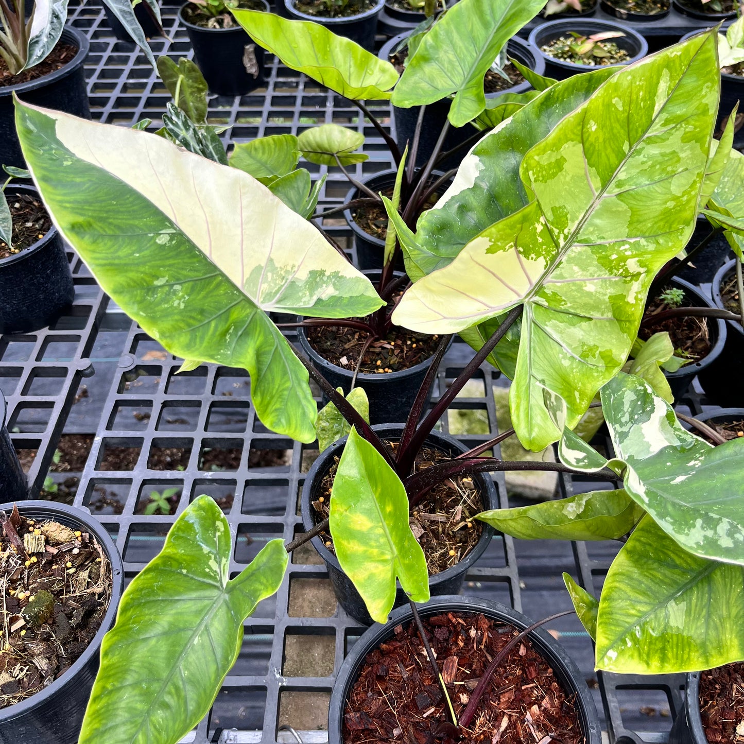 Alocasia Macrorrhiza Black Stem variegated