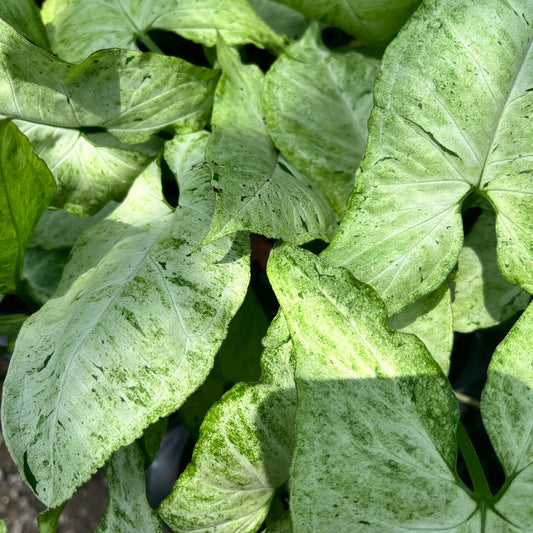 Syngonium Freckles