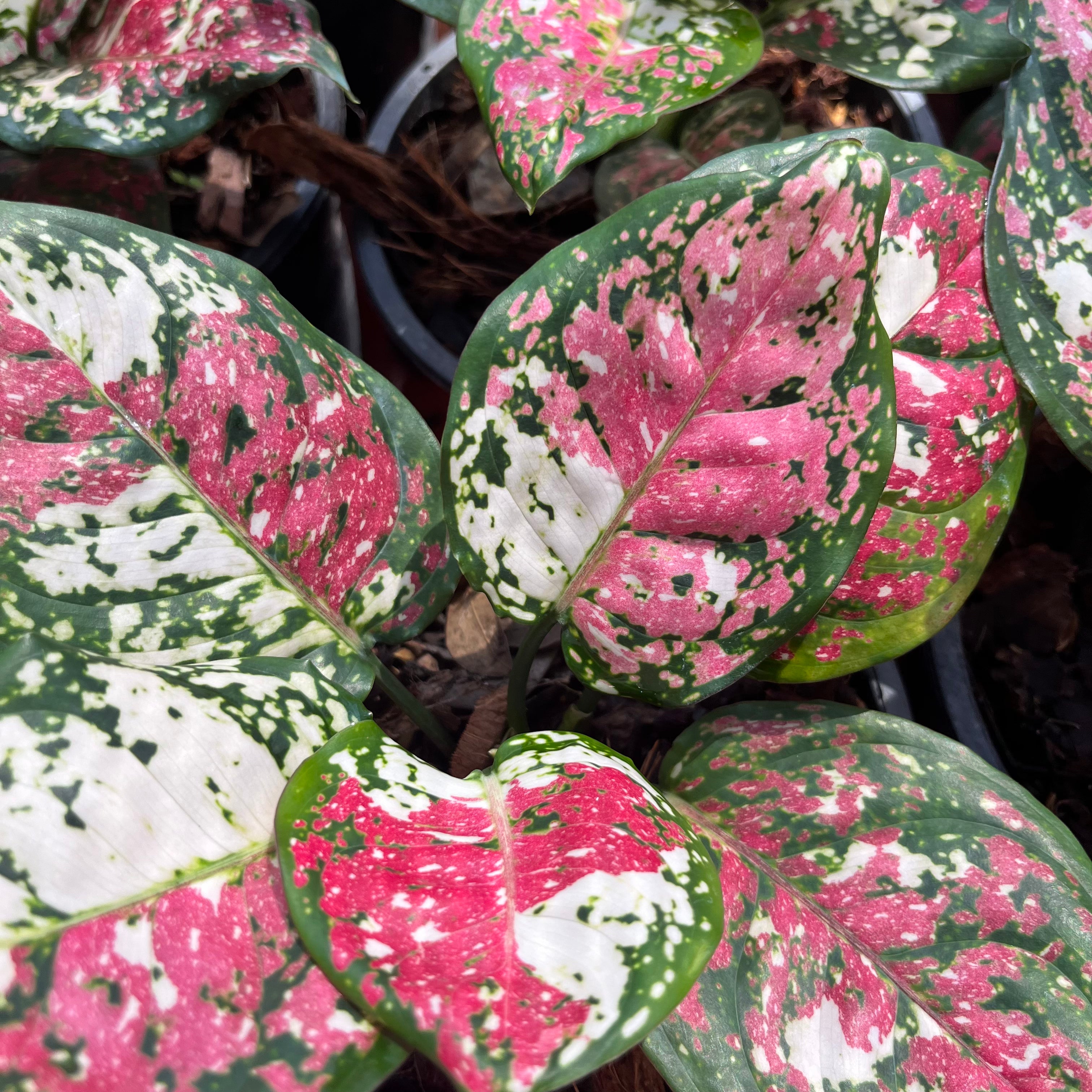 aglaonema anyamanee pets Aglaonema Anyamanee Tricolor – Greenroom Planter