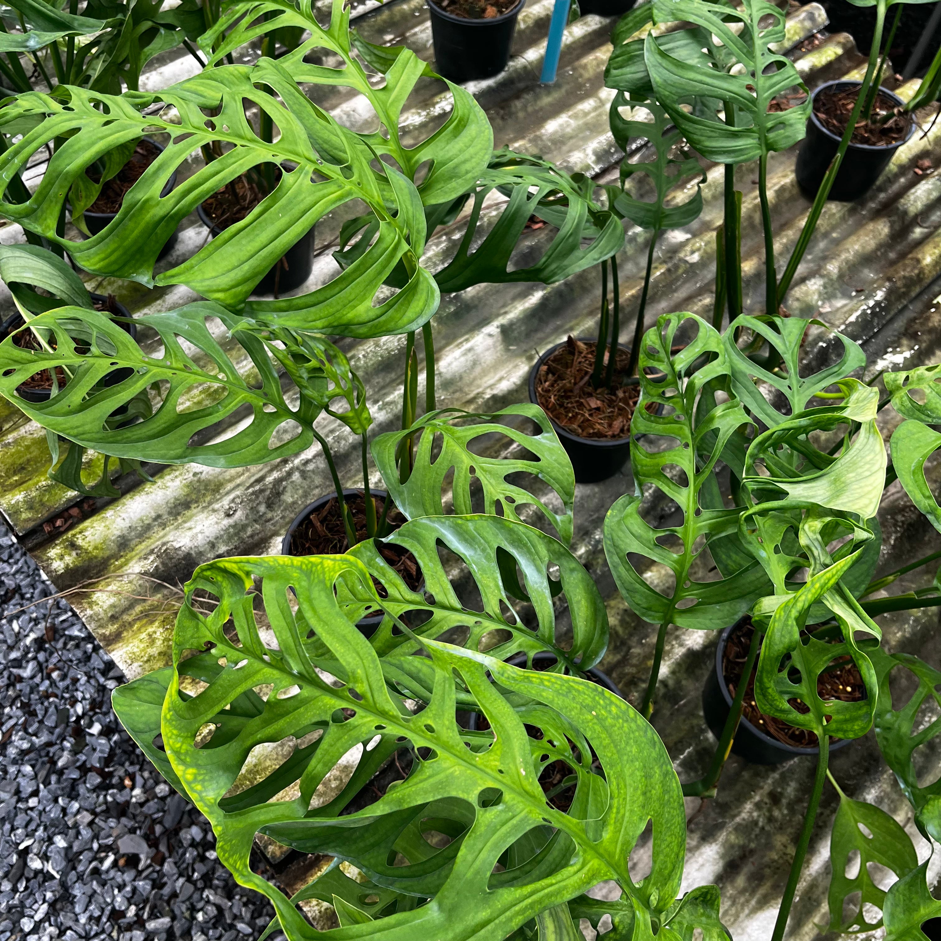 monstera skeleton plant Monstera Esqueleto – Greenroom Planter
