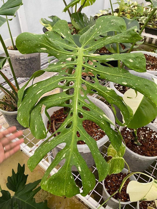 Monstera Deliciosa Fish Bone