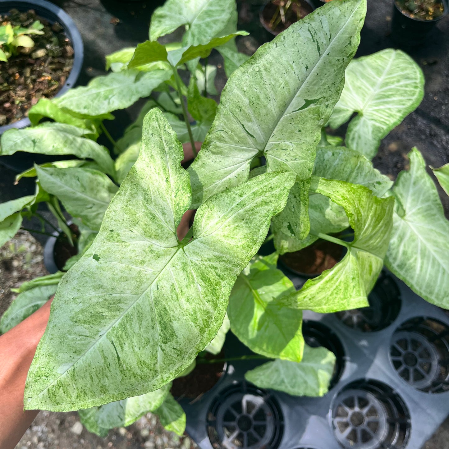 Syngonium Freckles