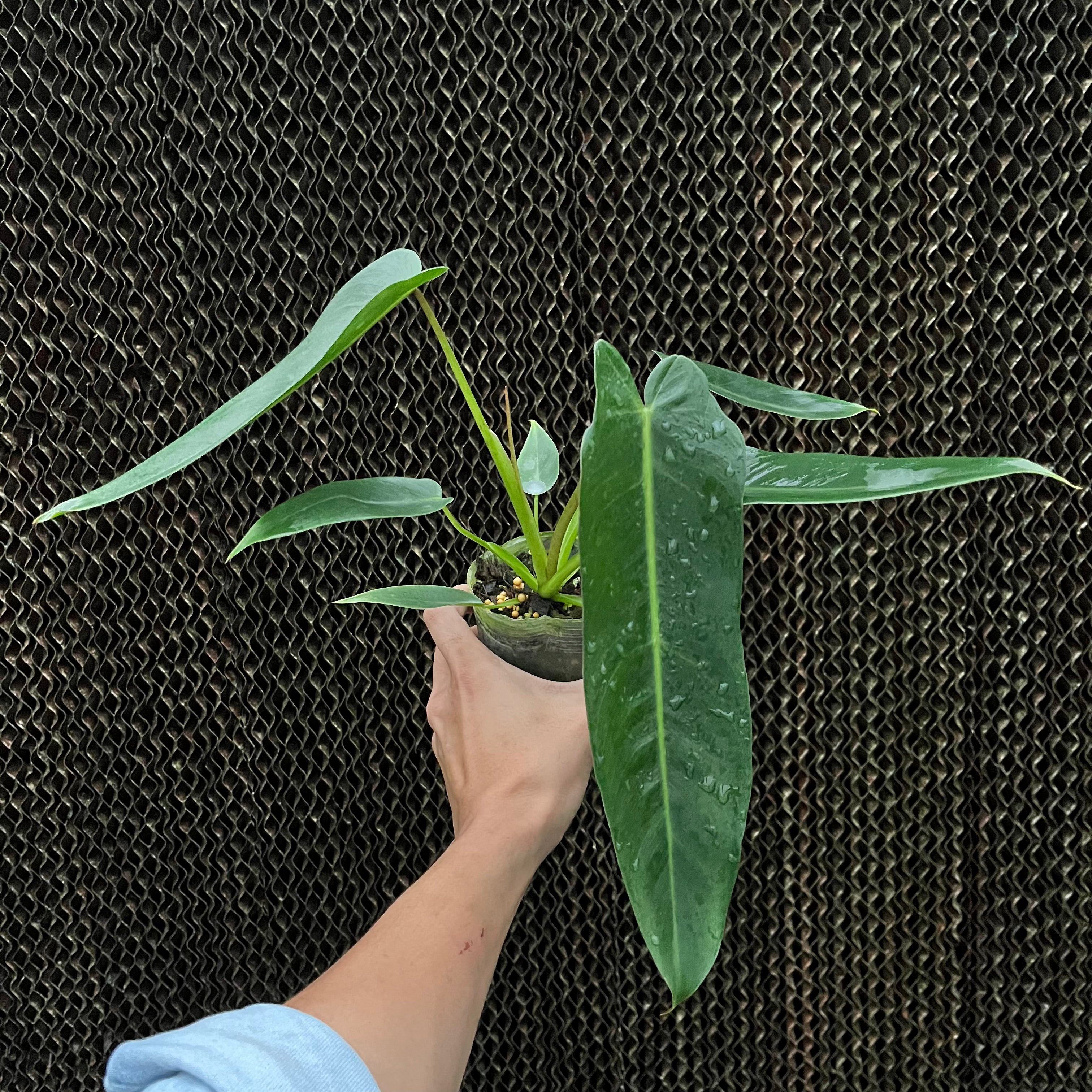spiritus sancti philodendron Philodendron spiritus-sancti