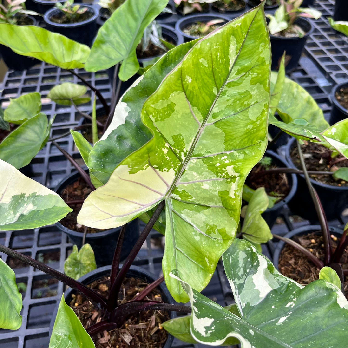Alocasia Macrorrhiza Black Stem variegated