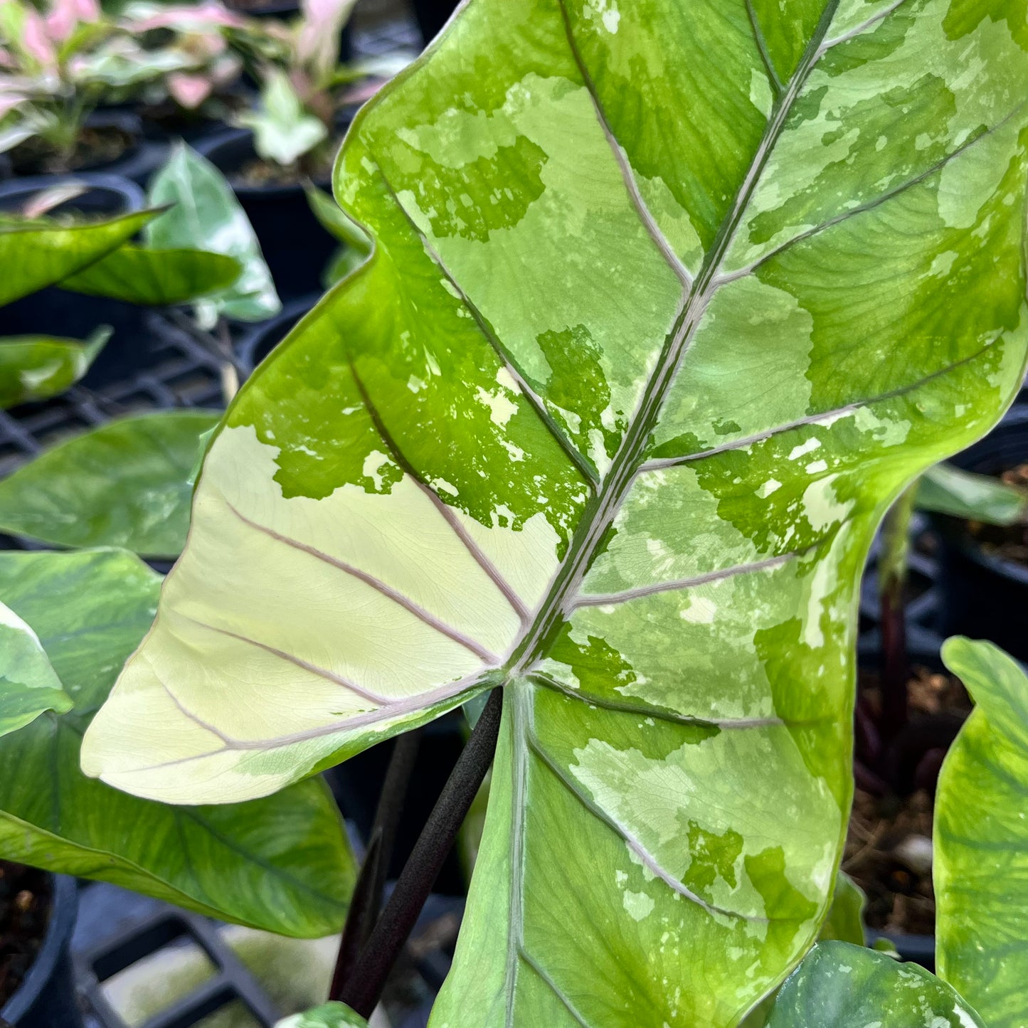 Alocasia Macrorrhiza Black Stem variegated
