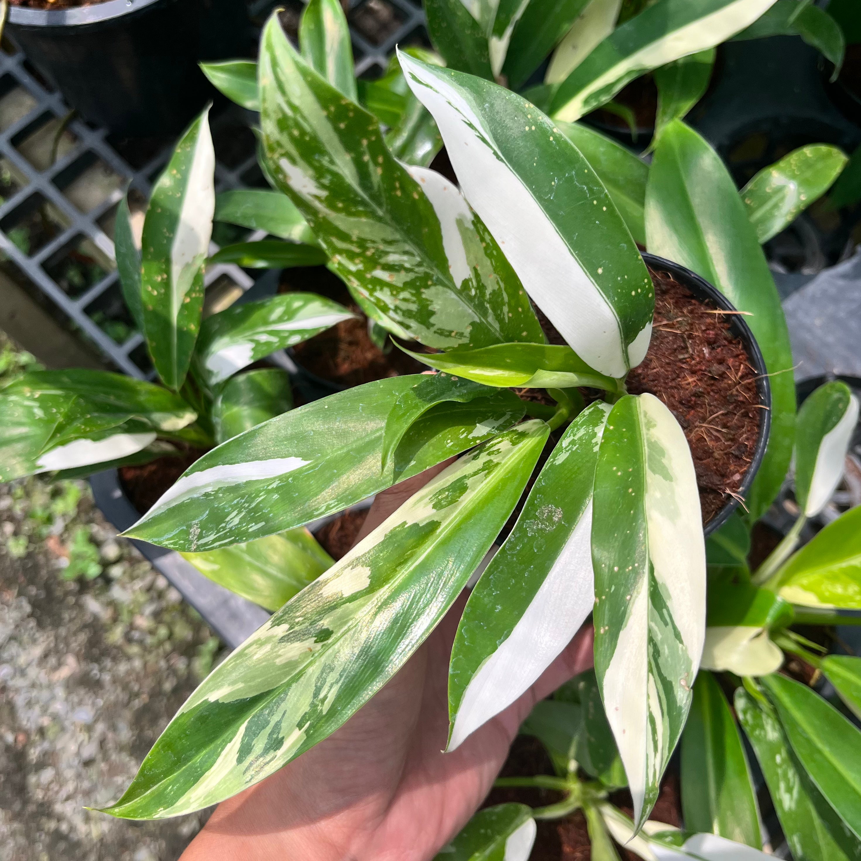 philodendron imbe Philodendron Wend-Imbe Variegated – Greenroom Planter