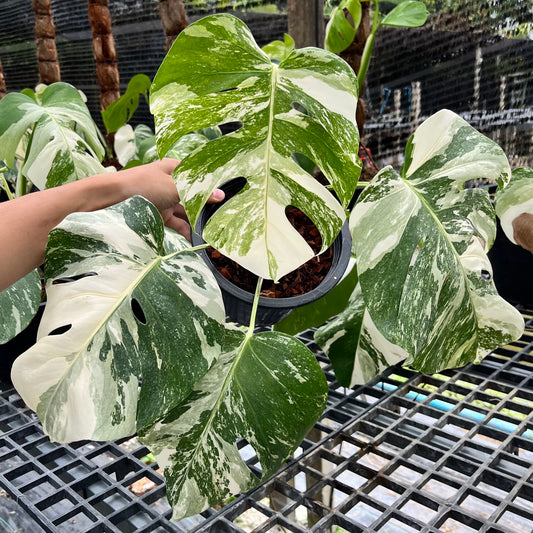 Monstera Borsigiana Albo with highly variegated white and green foliage