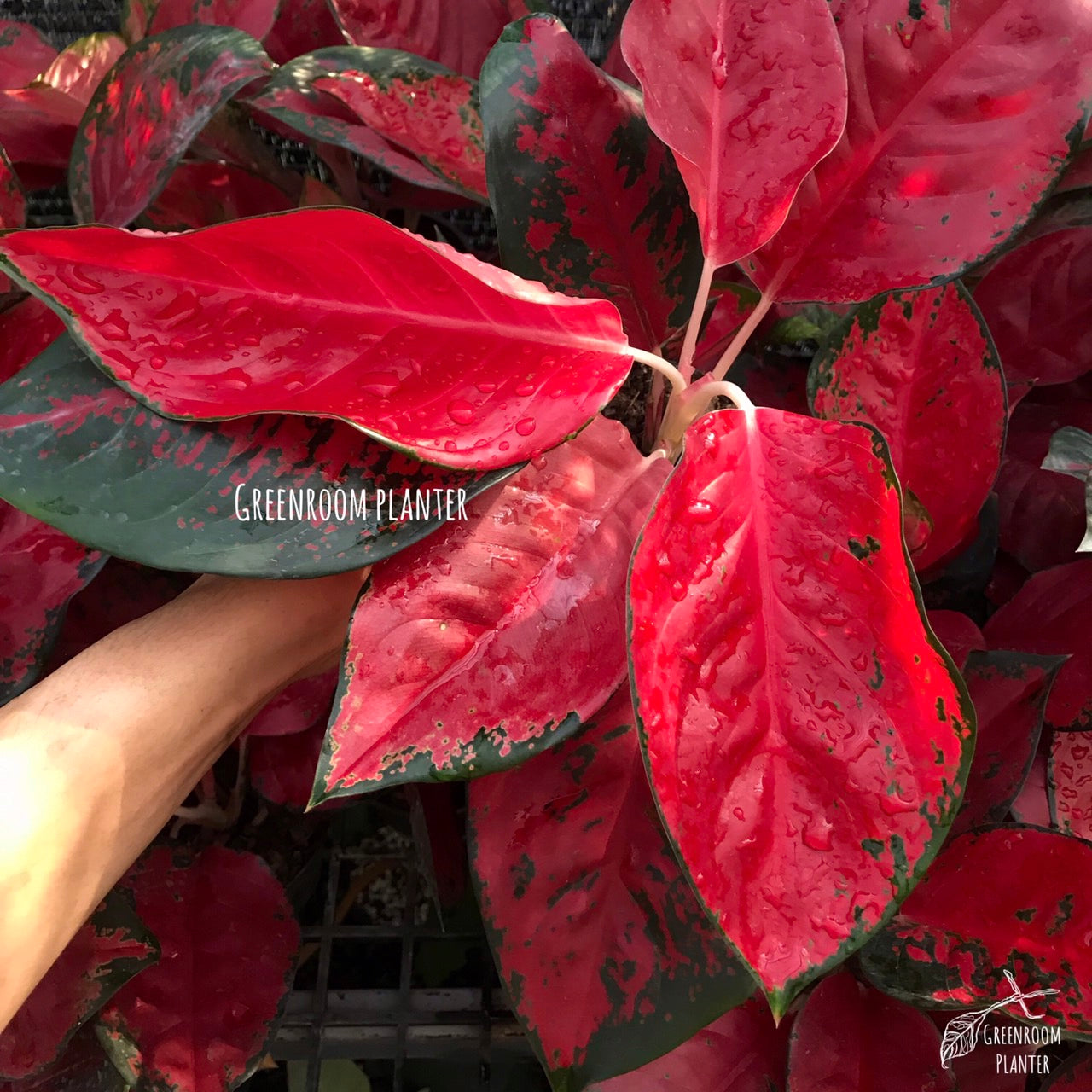 Aglaonema Suksom Jaipong