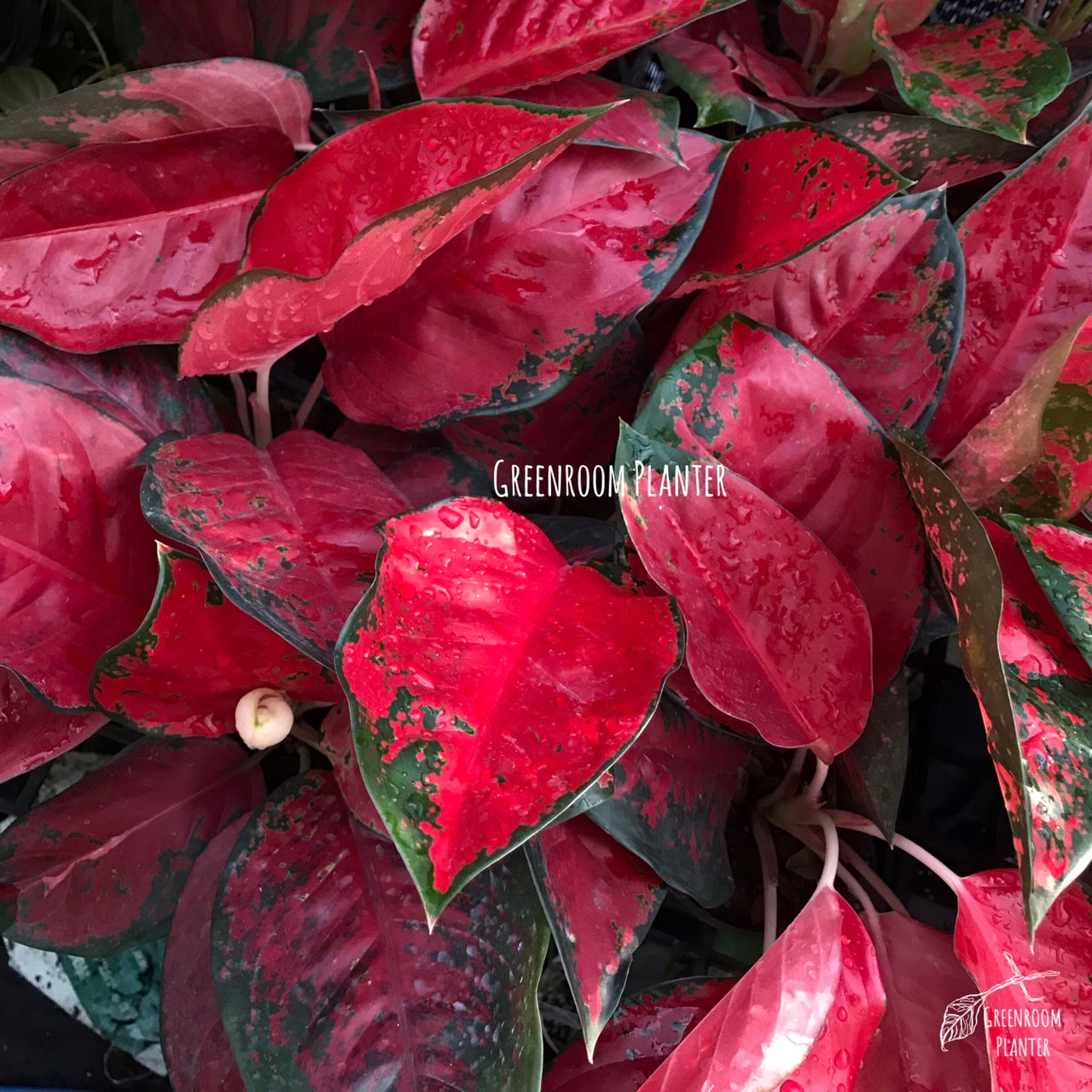 Aglaonema Suksom Jaipong
